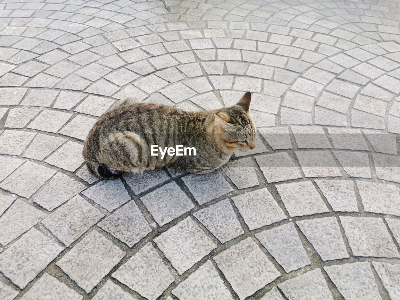 HIGH ANGLE VIEW OF TABBY ON FOOTPATH BY STREET