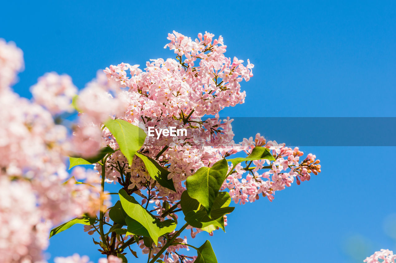 Low angle view of cherry blossoms against blue sky