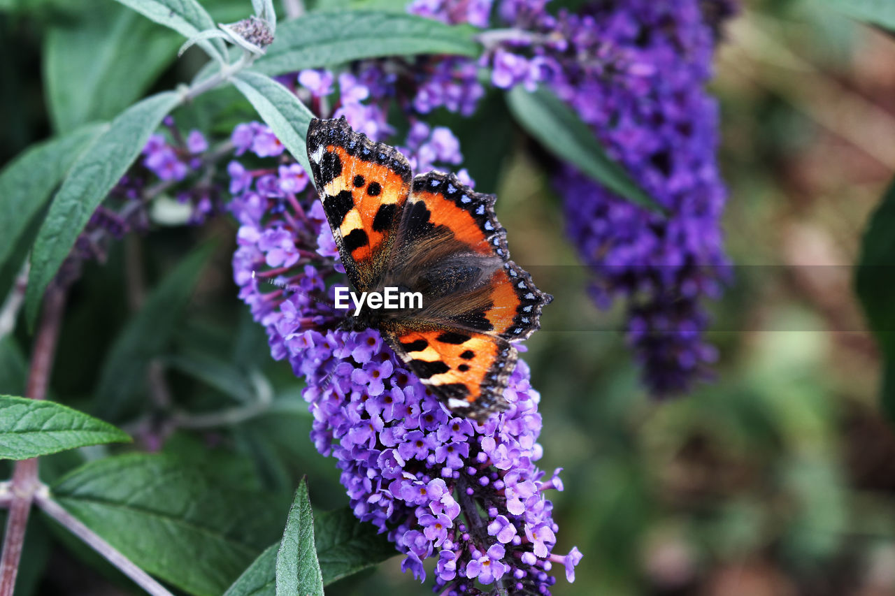 Close-up of butterfly pollinating on purple flower