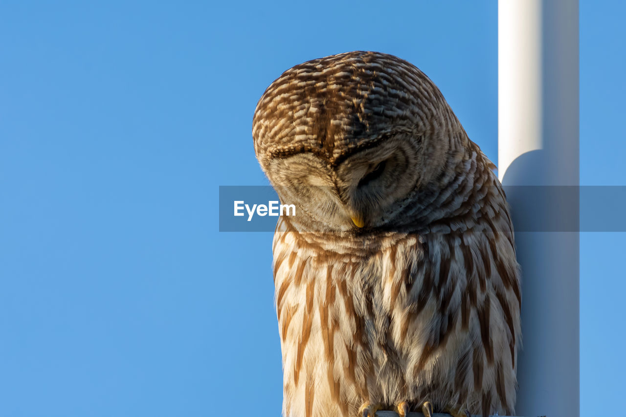 CLOSE-UP OF OWL PERCHING AGAINST CLEAR SKY
