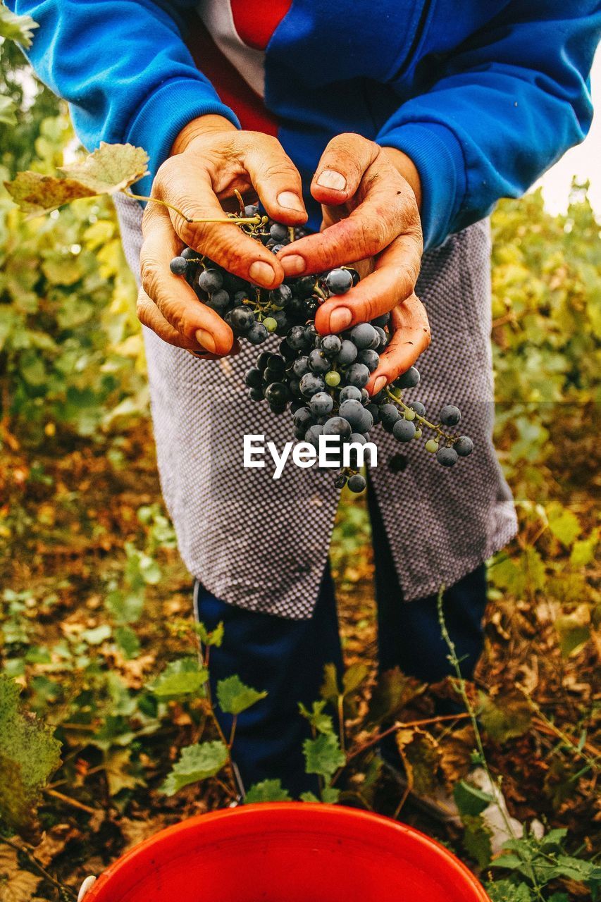 Close-up of person harvesting grapes