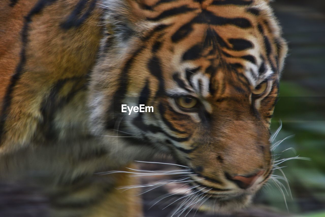 CLOSE-UP OF A TIGER IN ZOO