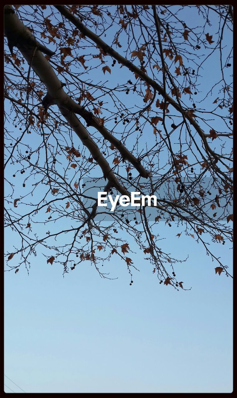 LOW ANGLE VIEW OF TREES AGAINST SKY