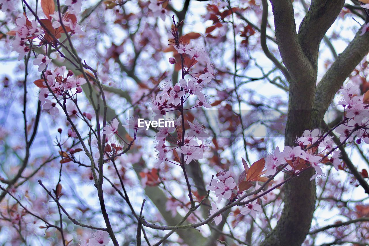 LOW ANGLE VIEW OF PINK BLOSSOM TREE