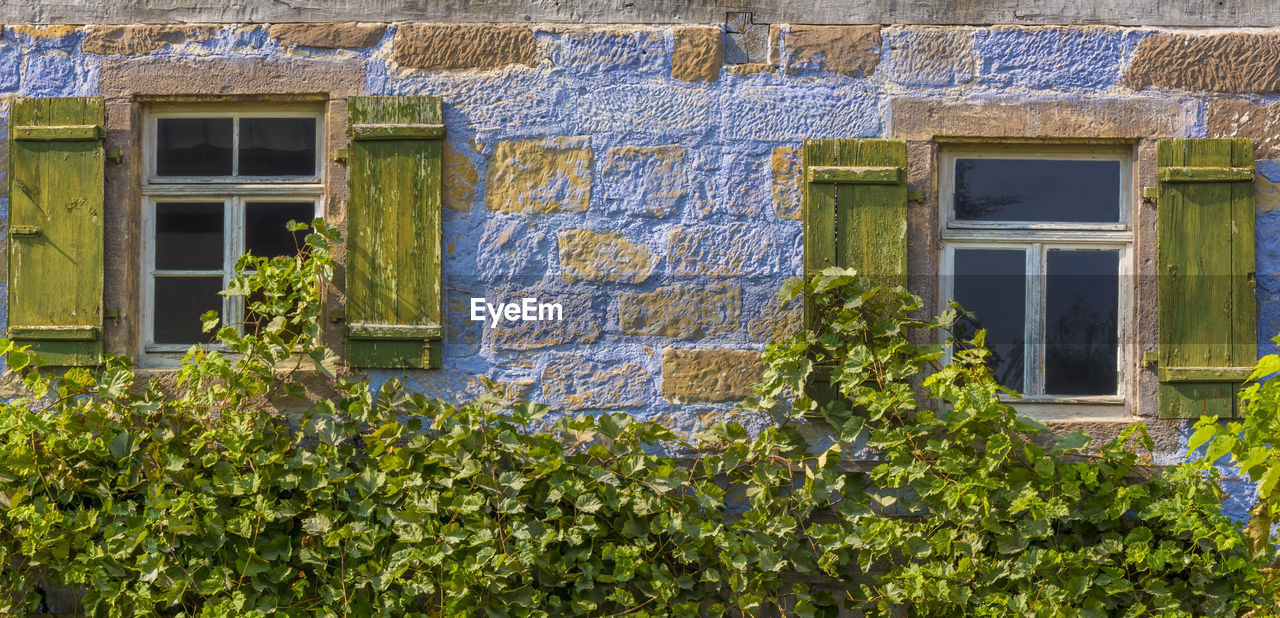 LOW ANGLE VIEW OF IVY GROWING ON HOUSE WALL