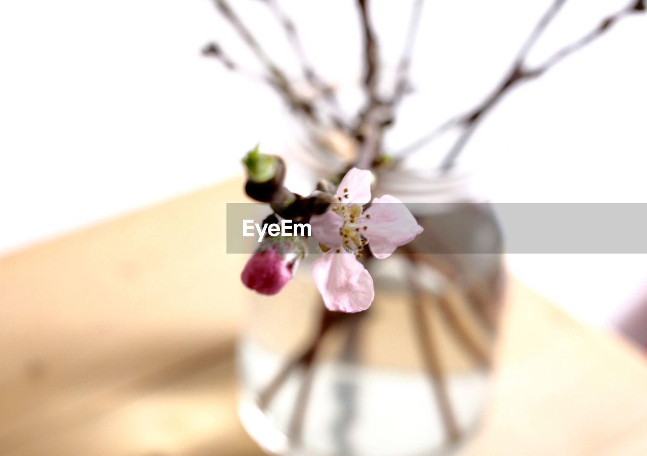 Close-up of cherry blossom on tree