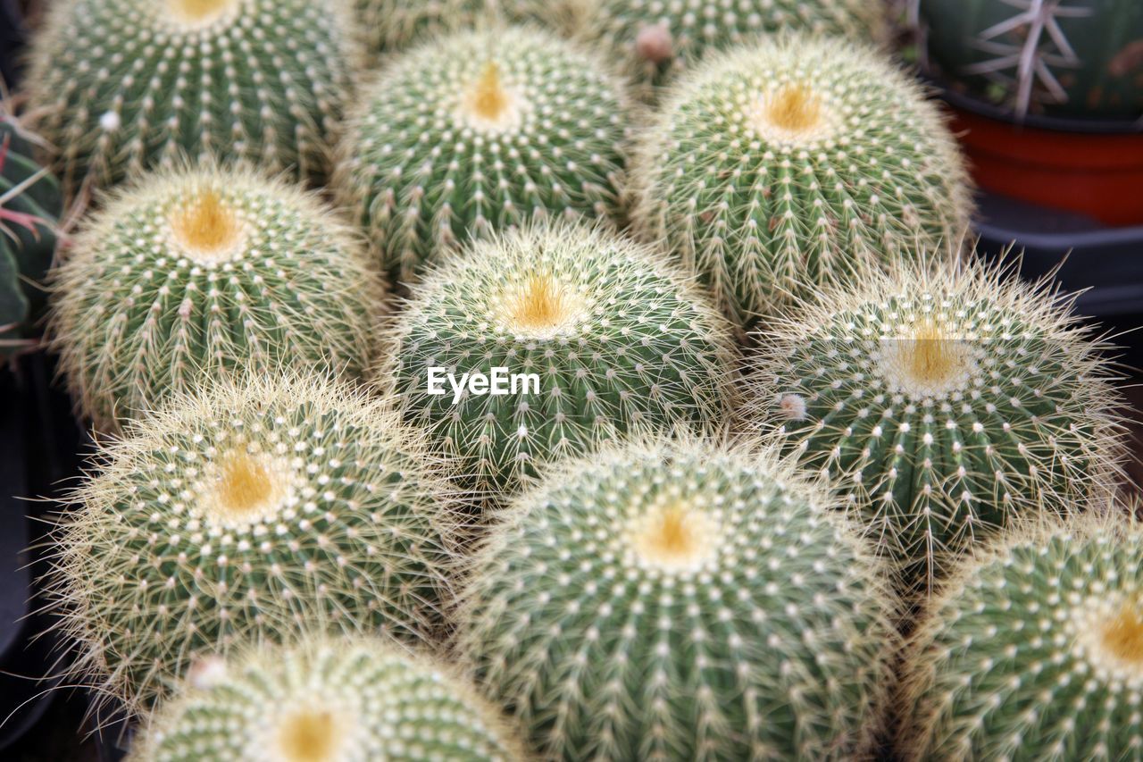 CLOSE-UP OF CACTUS GROWING ON PLANT