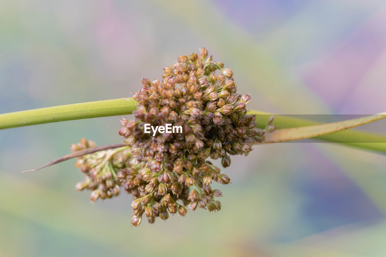 Close-up of flowering plant