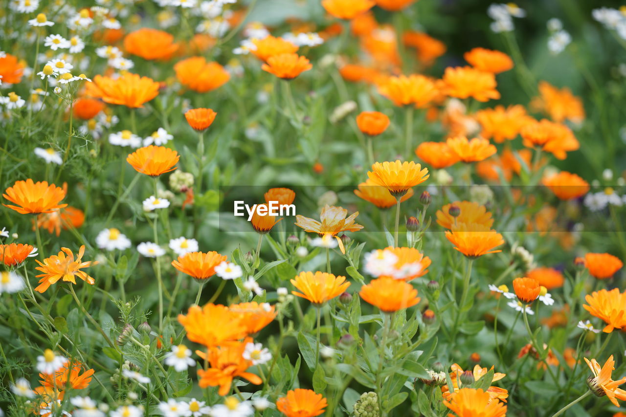 Close-up of orange poppy flowers blooming in field