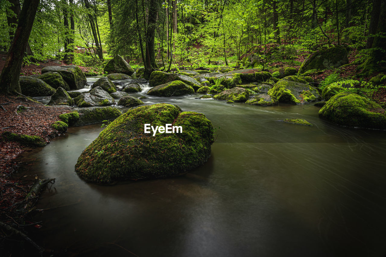 VIEW OF PLANTS GROWING IN STREAM