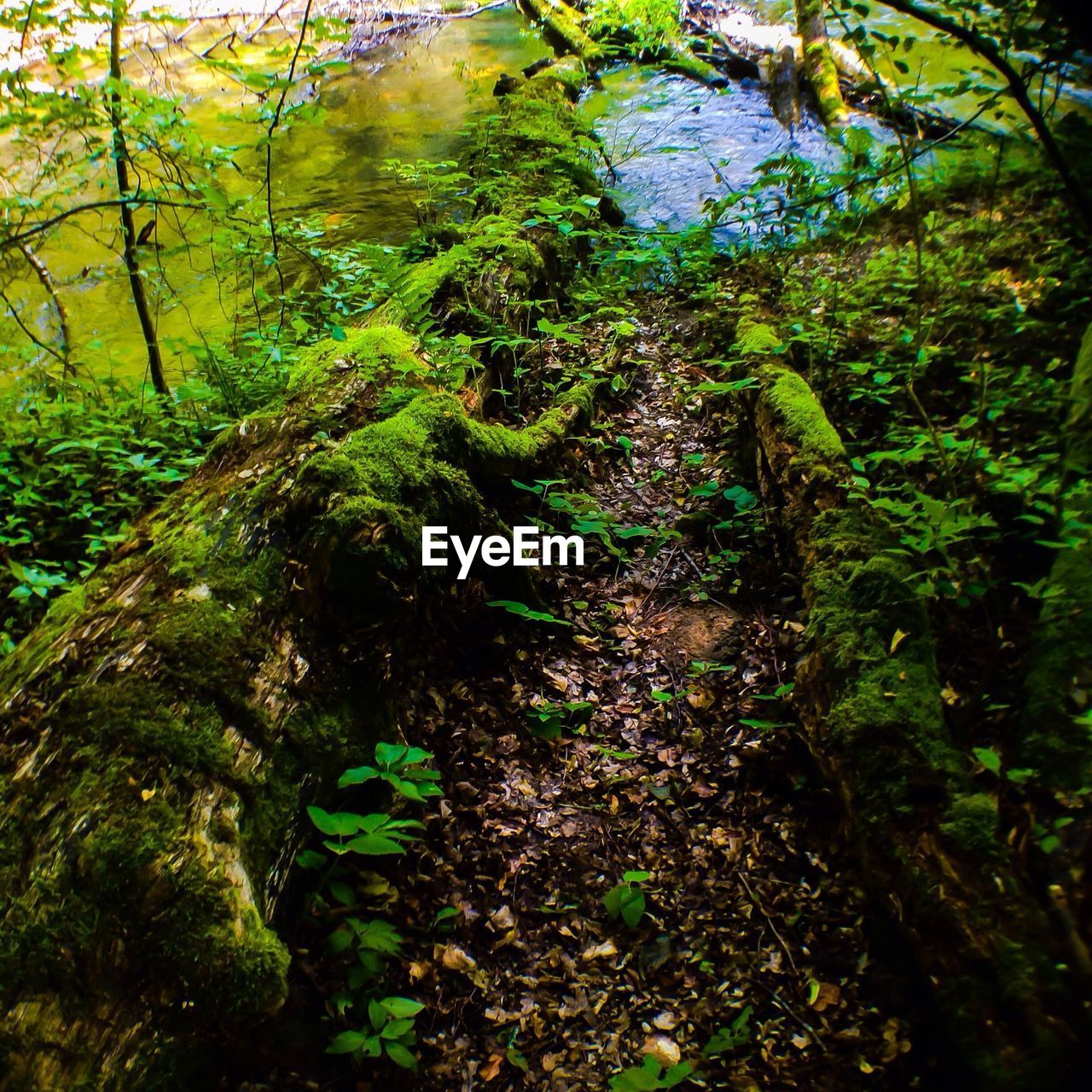 Moss growing on log in forest