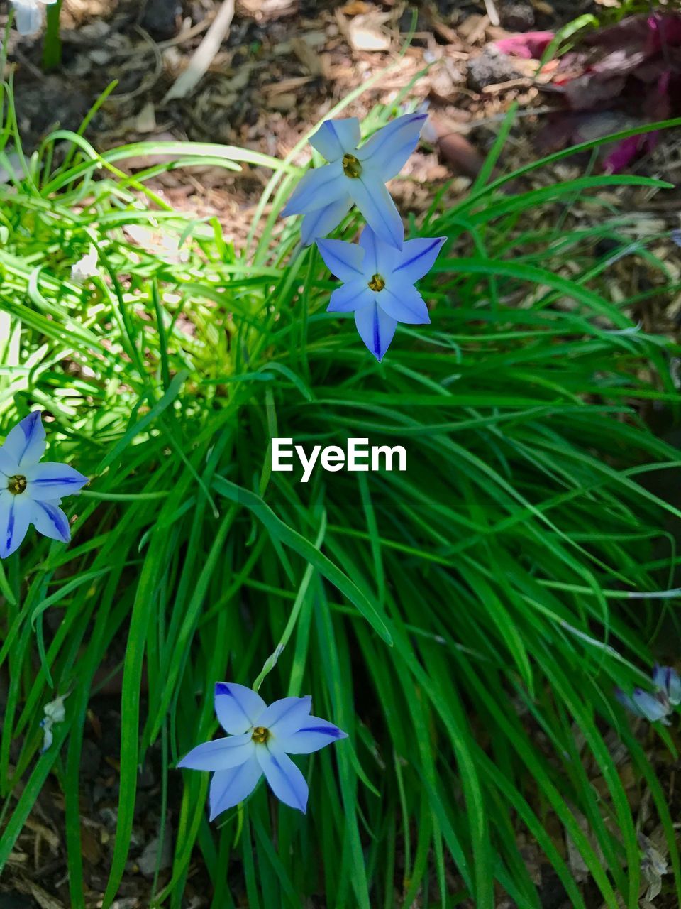 CLOSE-UP OF FRESH PURPLE FLOWERS