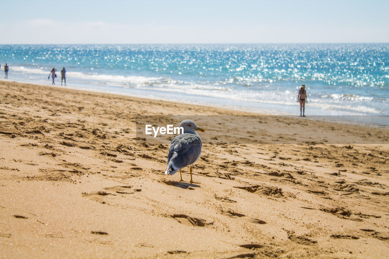 Seagull on sand at beach during summer