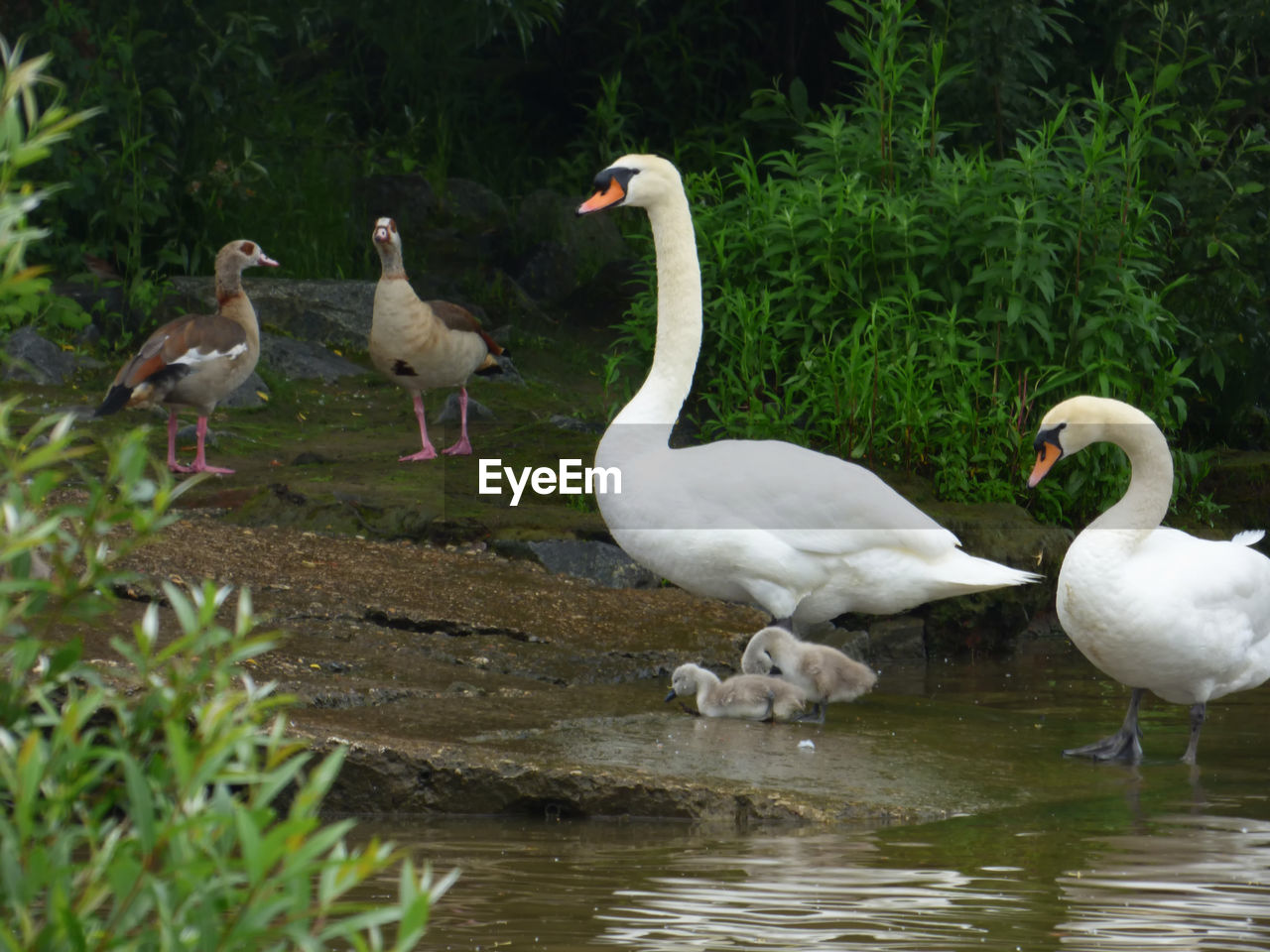 Medium group of birds on lakeshore