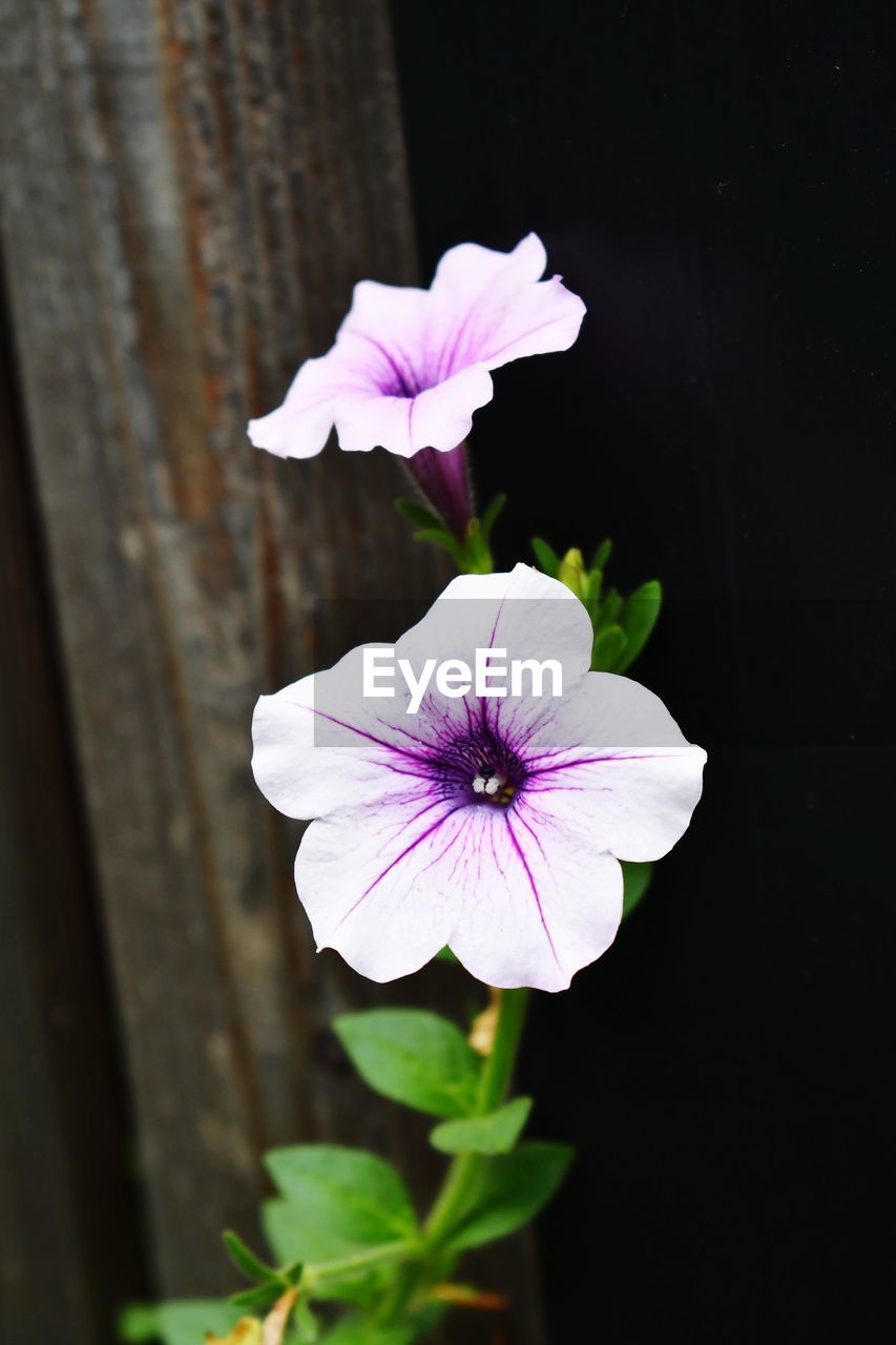 CLOSE-UP OF PINK AND PURPLE FLOWER