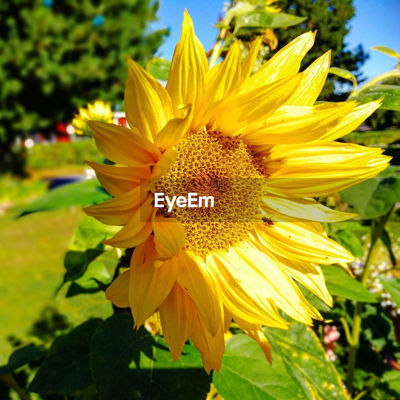 CLOSE-UP OF SUNFLOWER BLOOMING