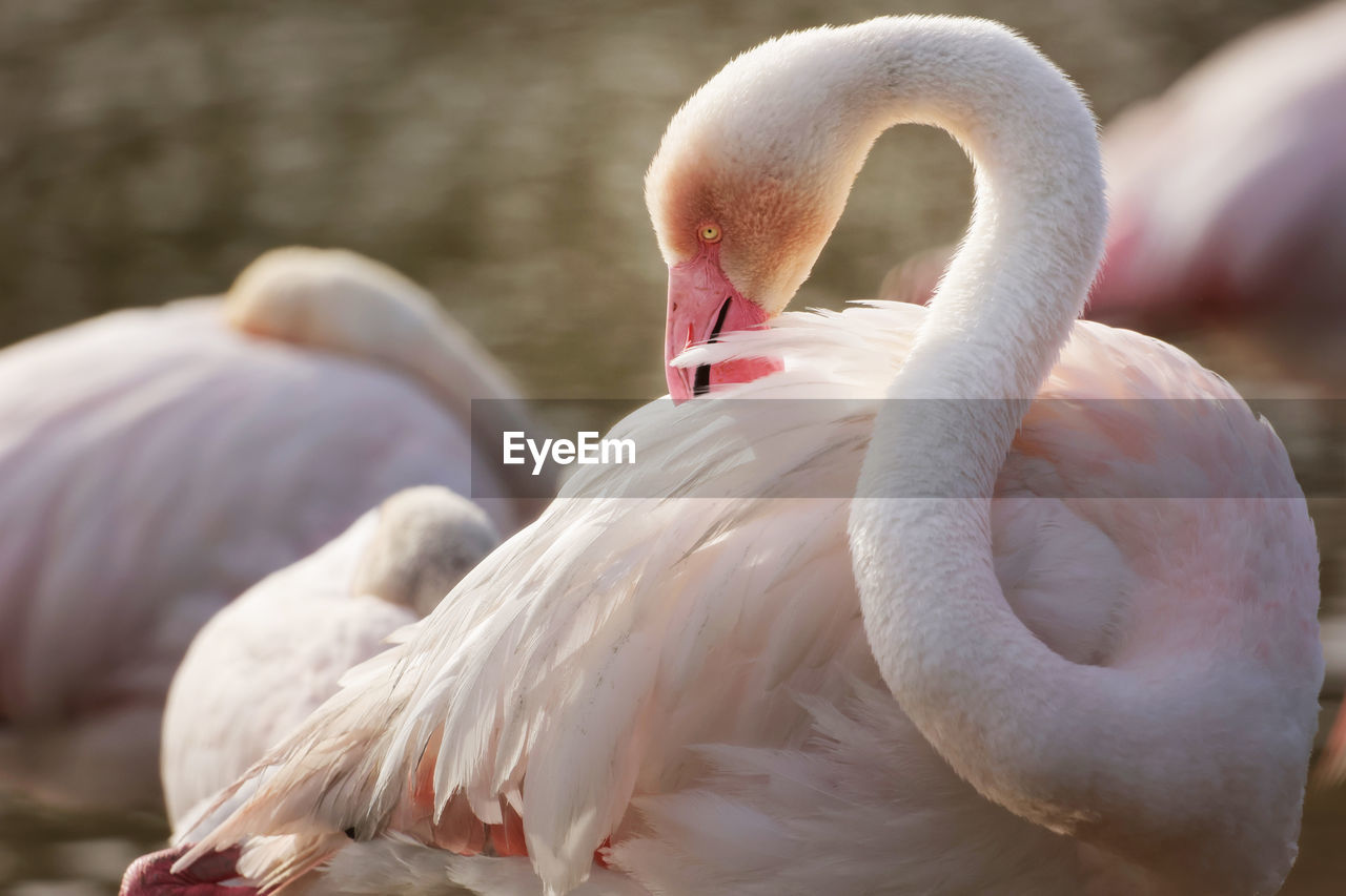 close-up of flamingos