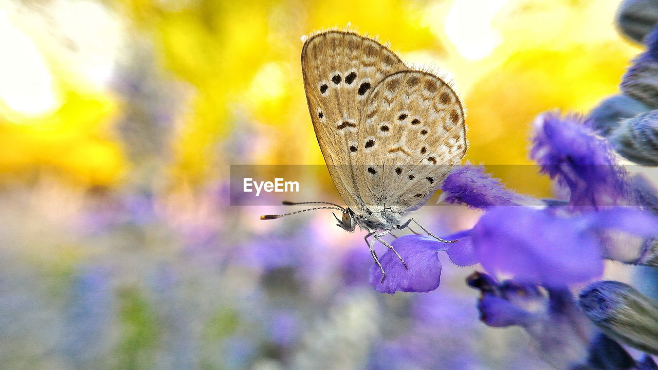 Butterfly on purple flowers