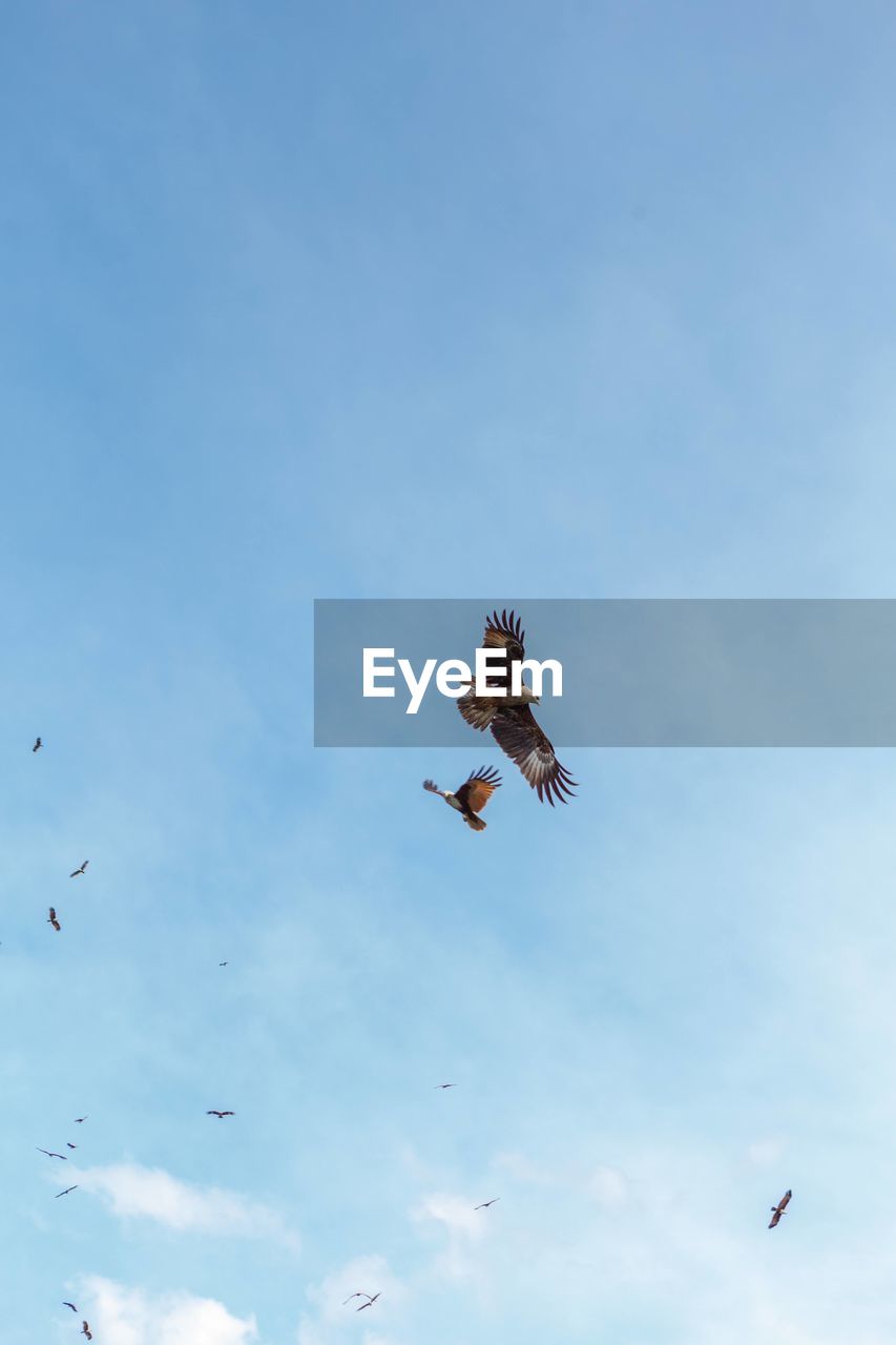 low angle view of bird flying in sky