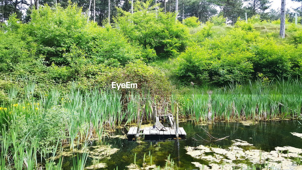 Plants growing by lake in forest