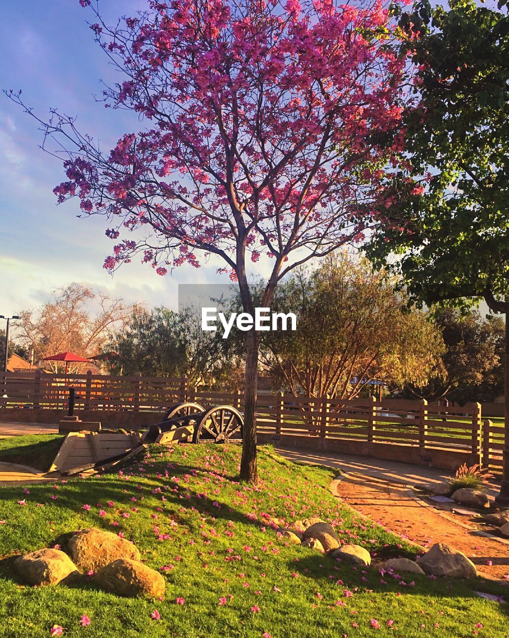 TREES ON GRASSY FIELD