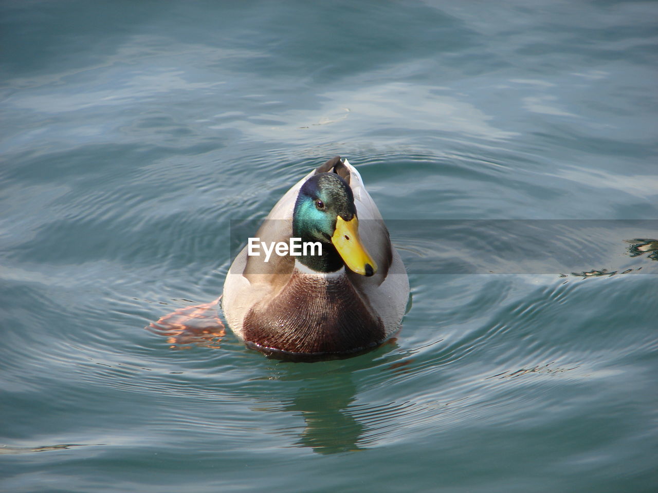 Duck swimming in water