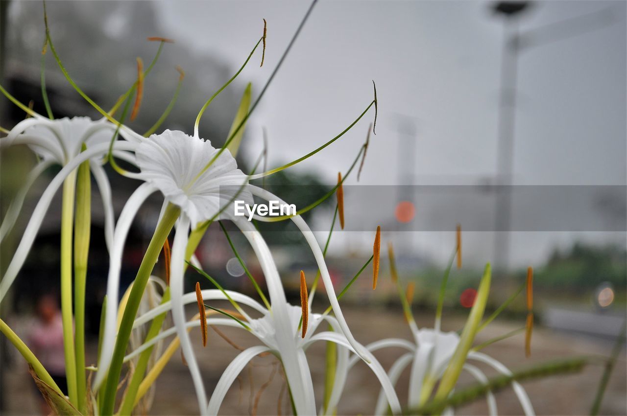 CLOSE-UP OF FLOWERING PLANTS