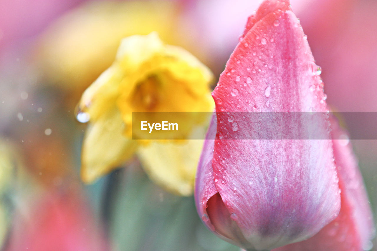 Close-up of raindrops on pink tulip