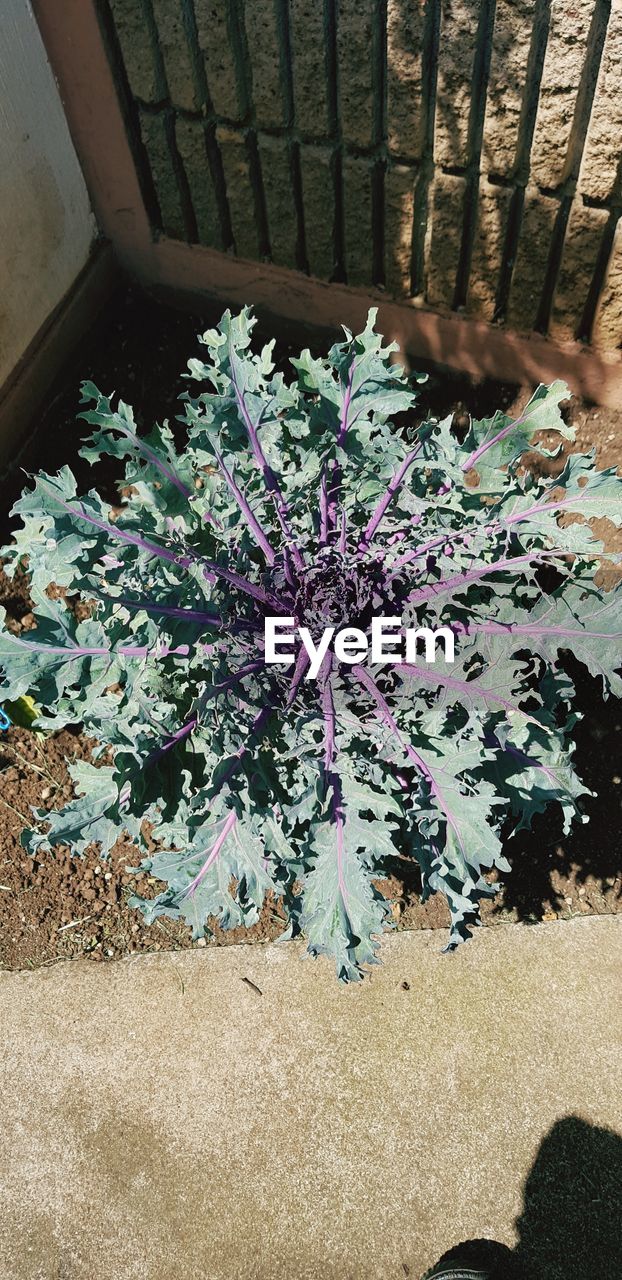 HIGH ANGLE VIEW OF PURPLE FLOWERING PLANTS ON LAND