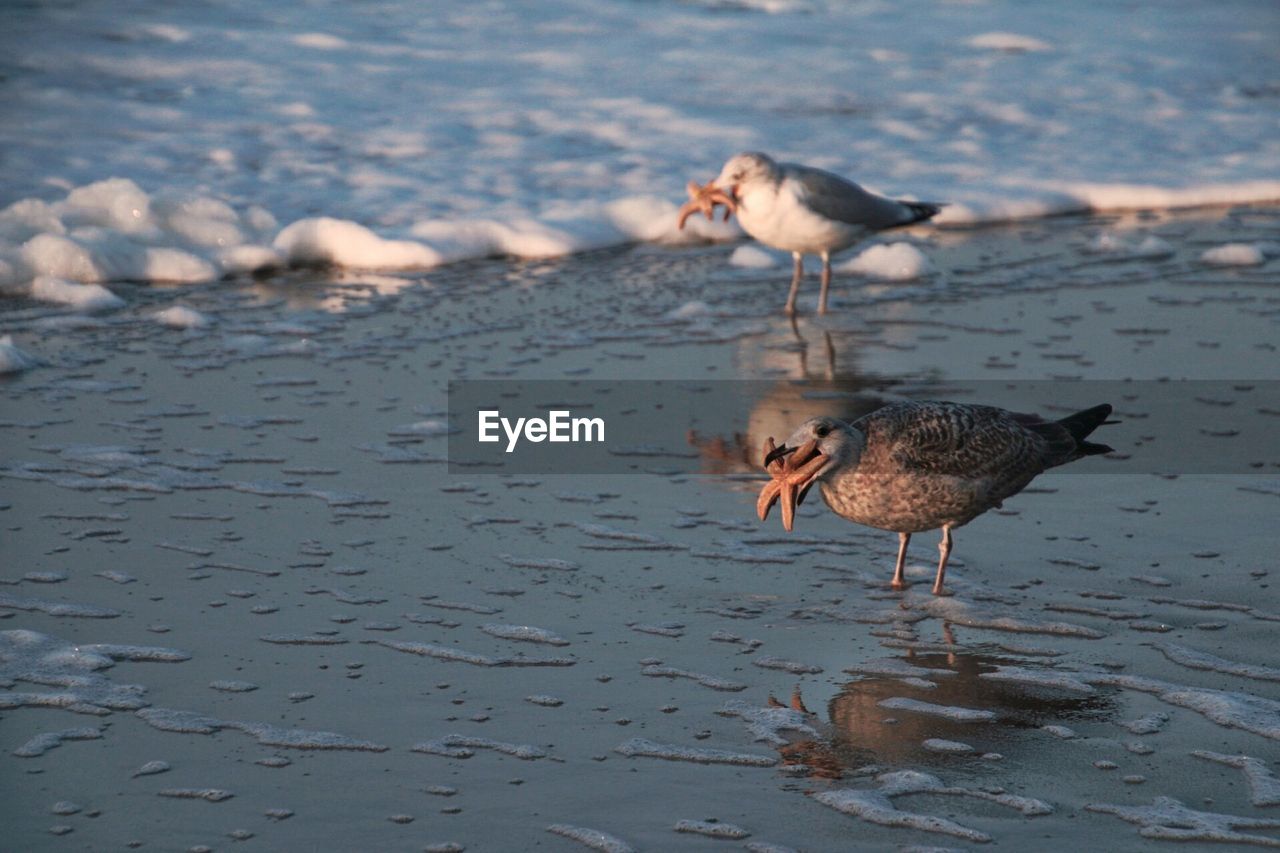 BIRDS ON LAKE