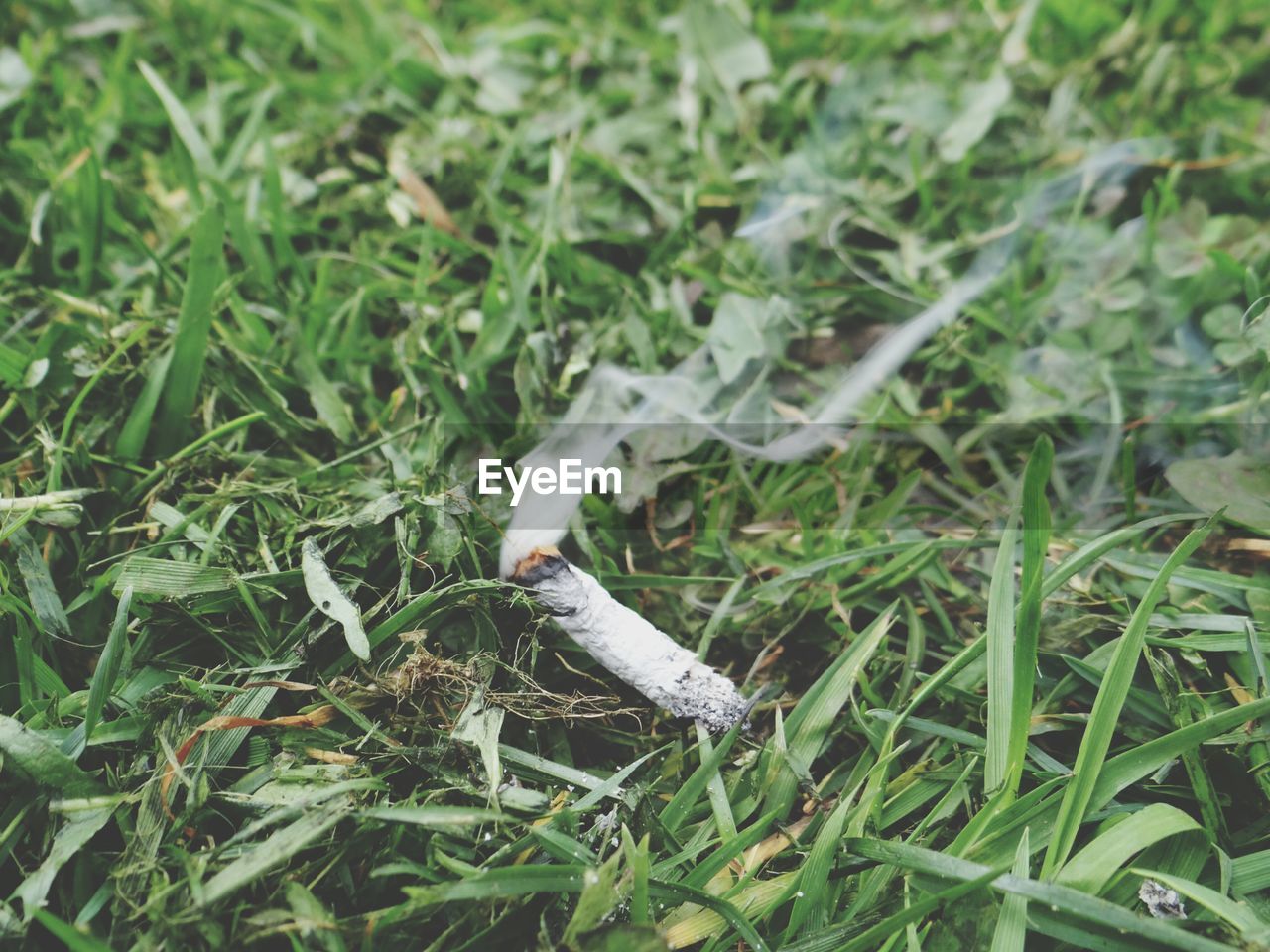 Cigarette on grass