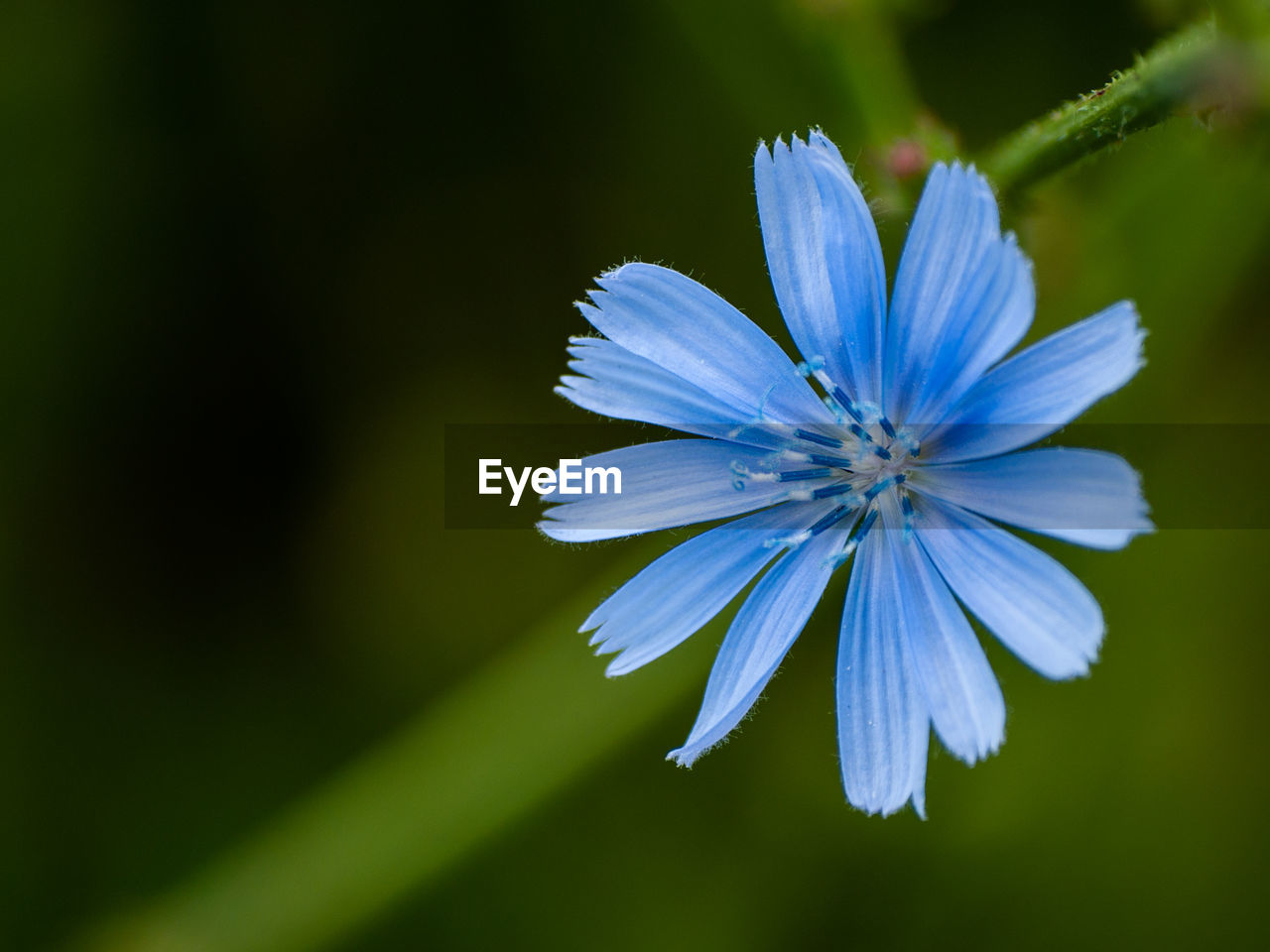 Close-up of purple blue flower