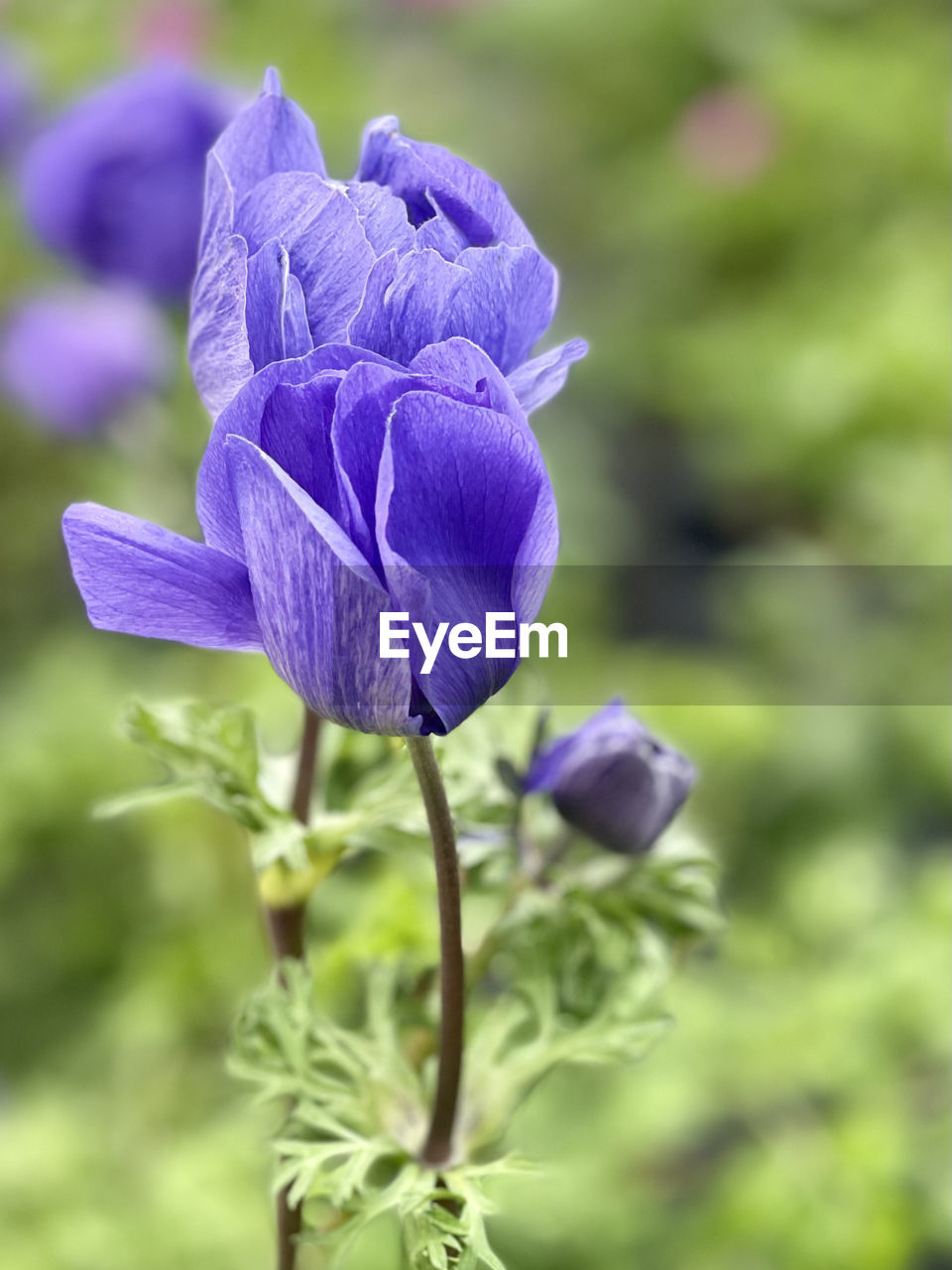 CLOSE-UP OF PURPLE FLOWERING PLANTS