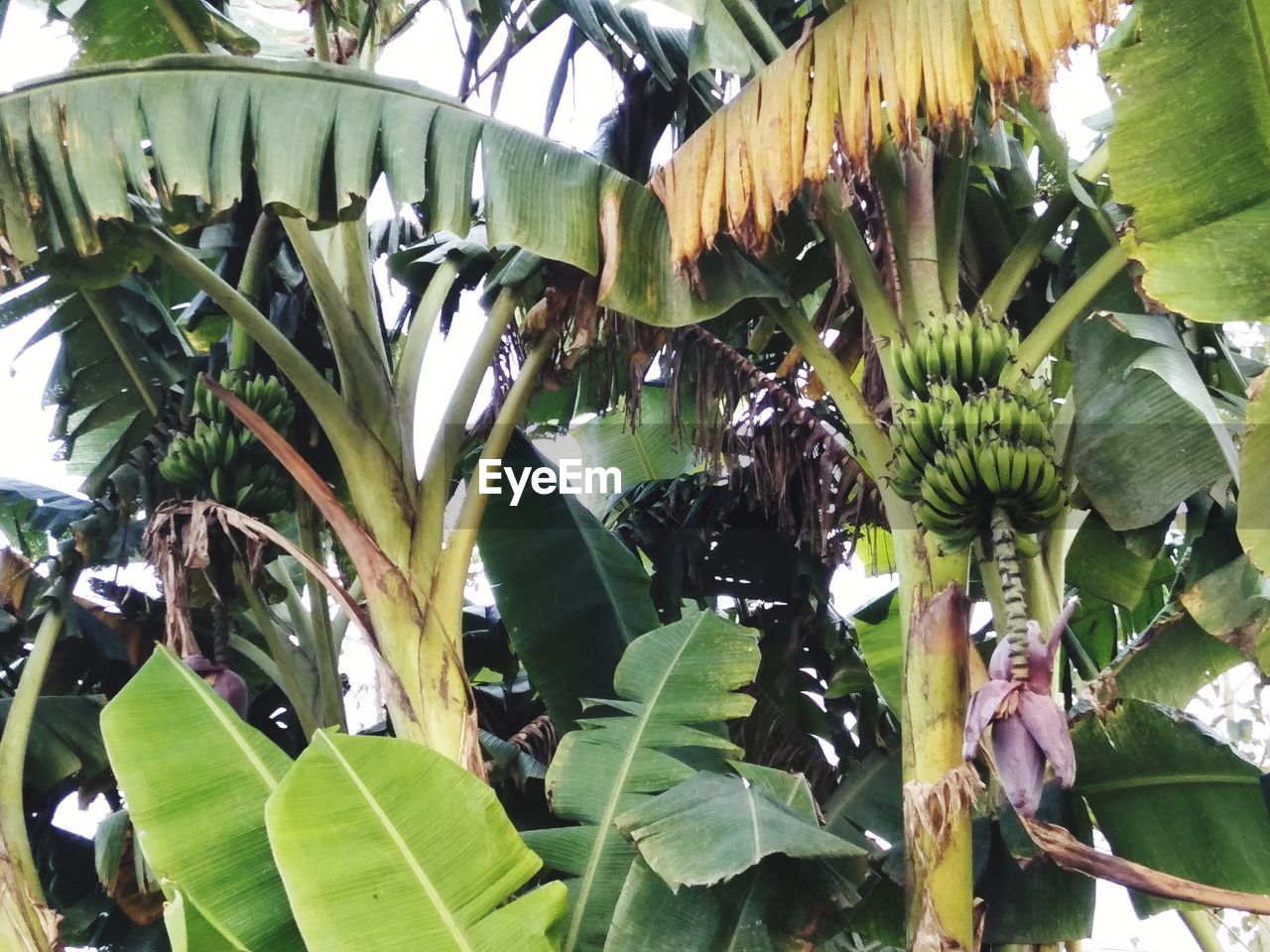 CLOSE-UP OF GREEN LEAVES AND WHITE FLOWERING PLANT