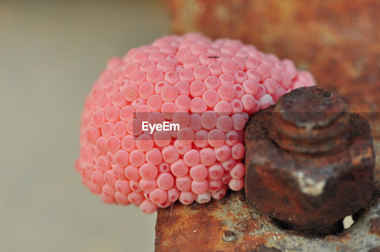 Close-up of pink eggshells by rusty nut on railing