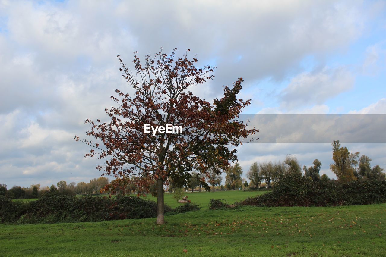 TREE IN FIELD AGAINST SKY