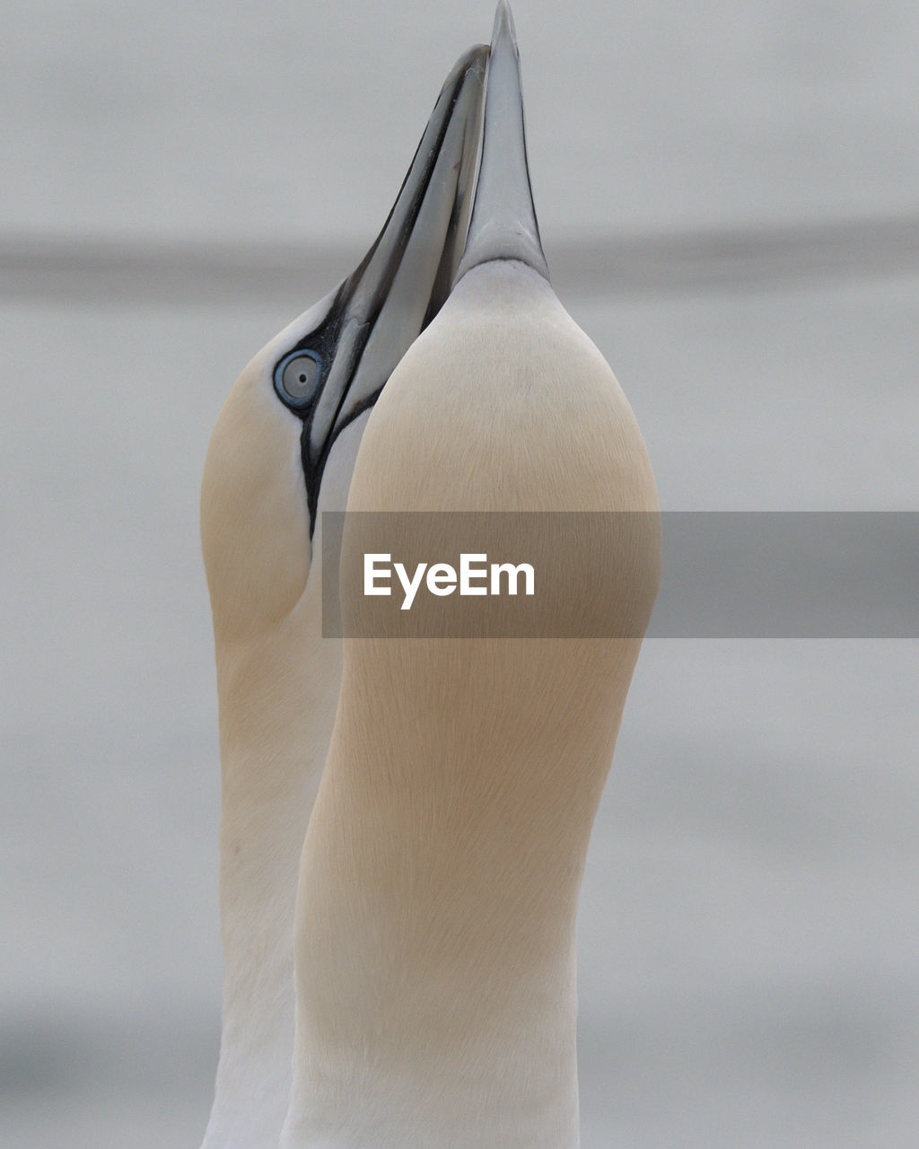 REAR VIEW OF A BIRD
