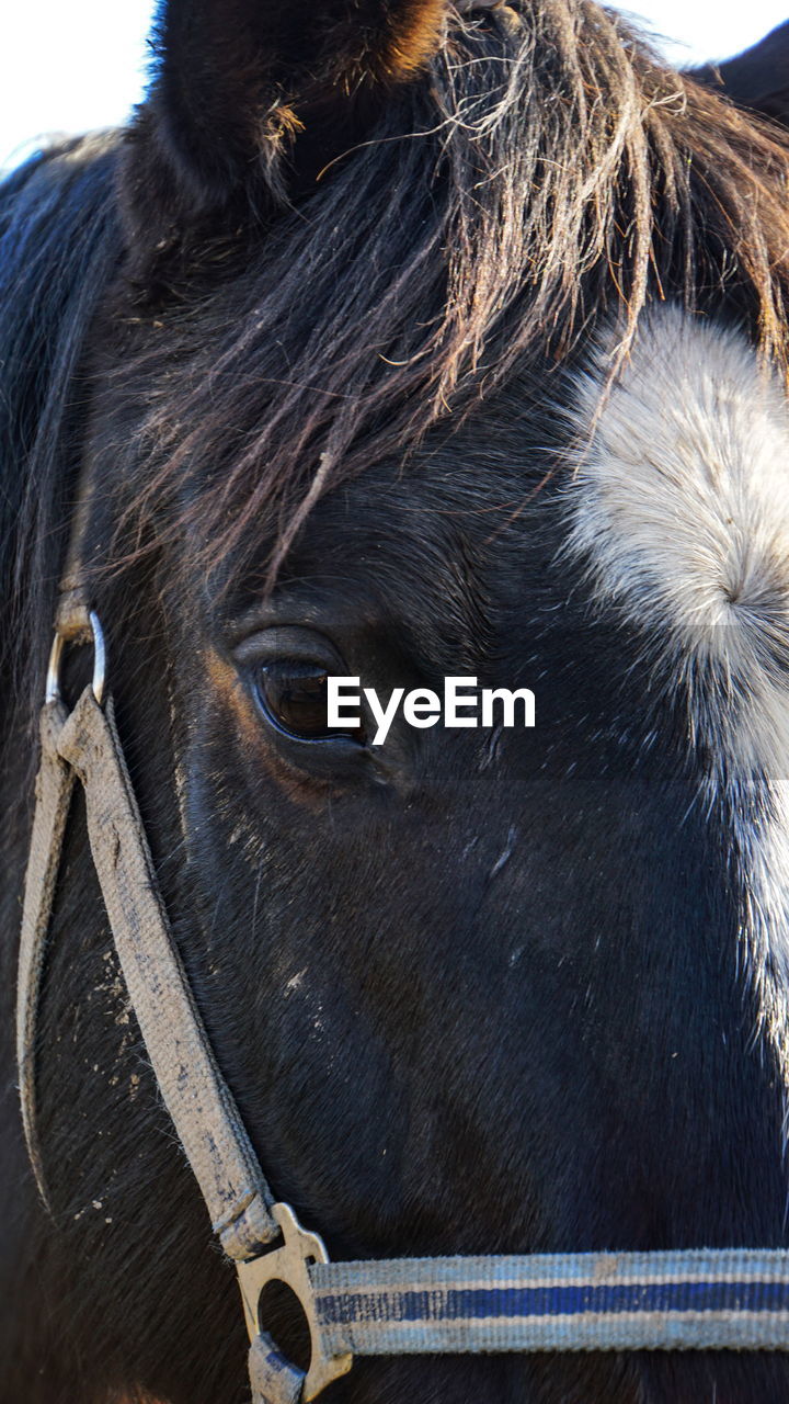 CLOSE-UP OF HORSE IN THE RANCH