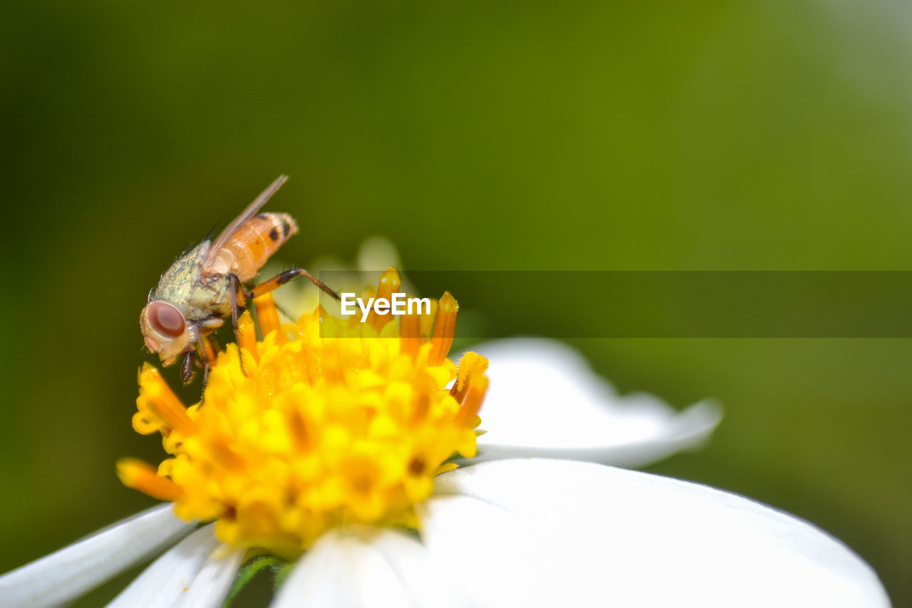 Flower fly  pollinating on yellow flower 