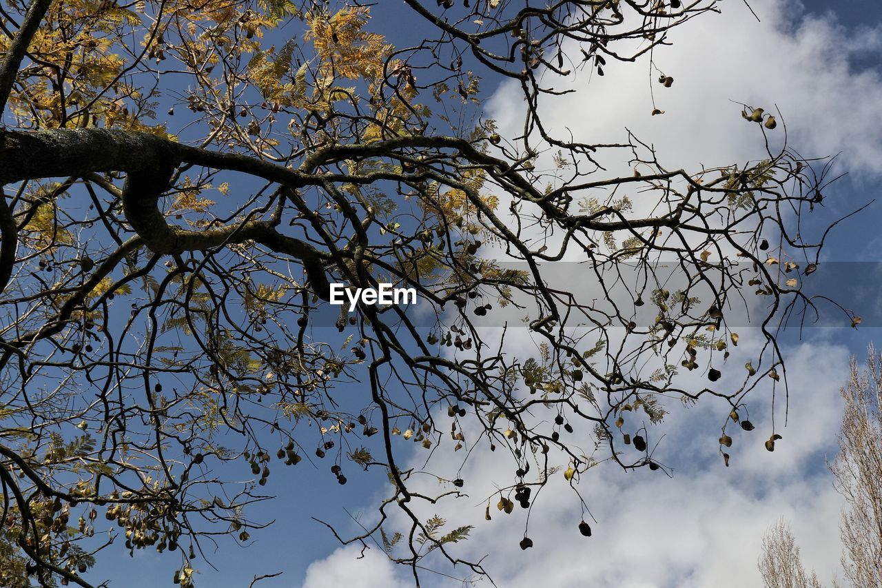 LOW ANGLE VIEW OF BRANCHES AGAINST SKY