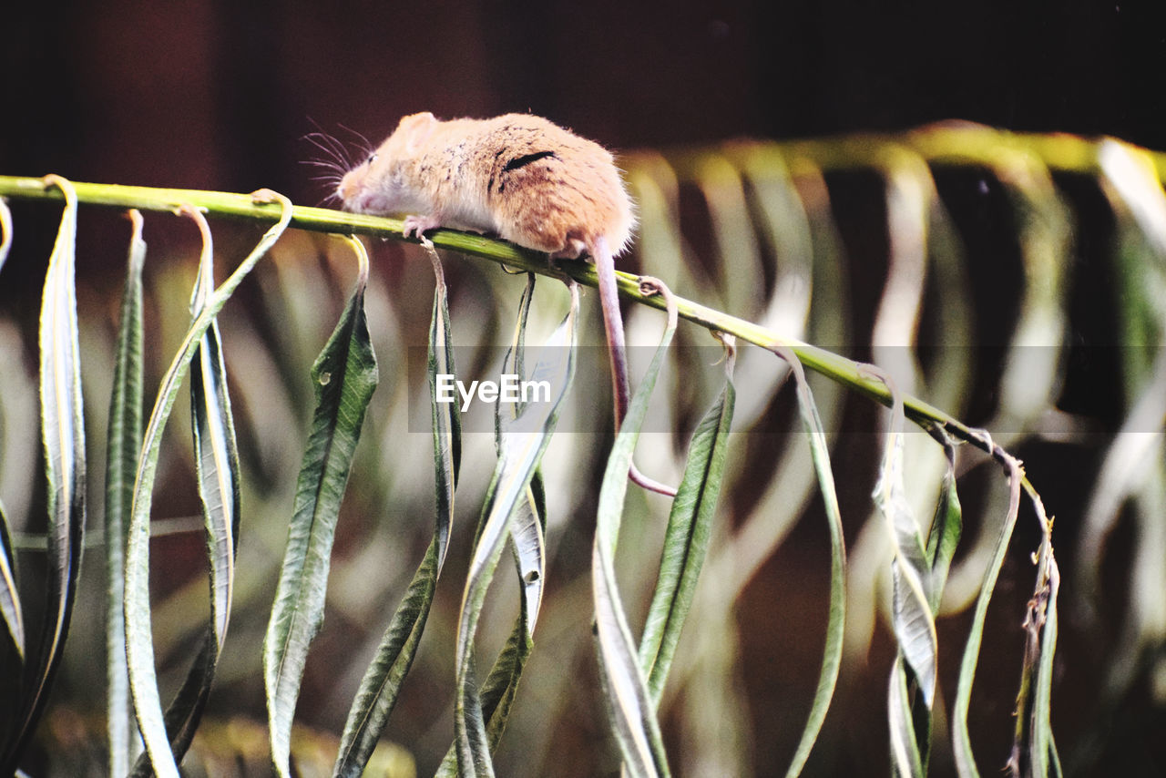 animal, animal themes, close-up, macro photography, one animal, branch, animal wildlife, green, nature, no people, plant, wildlife, bird, focus on foreground, leaf, flower, mammal, outdoors