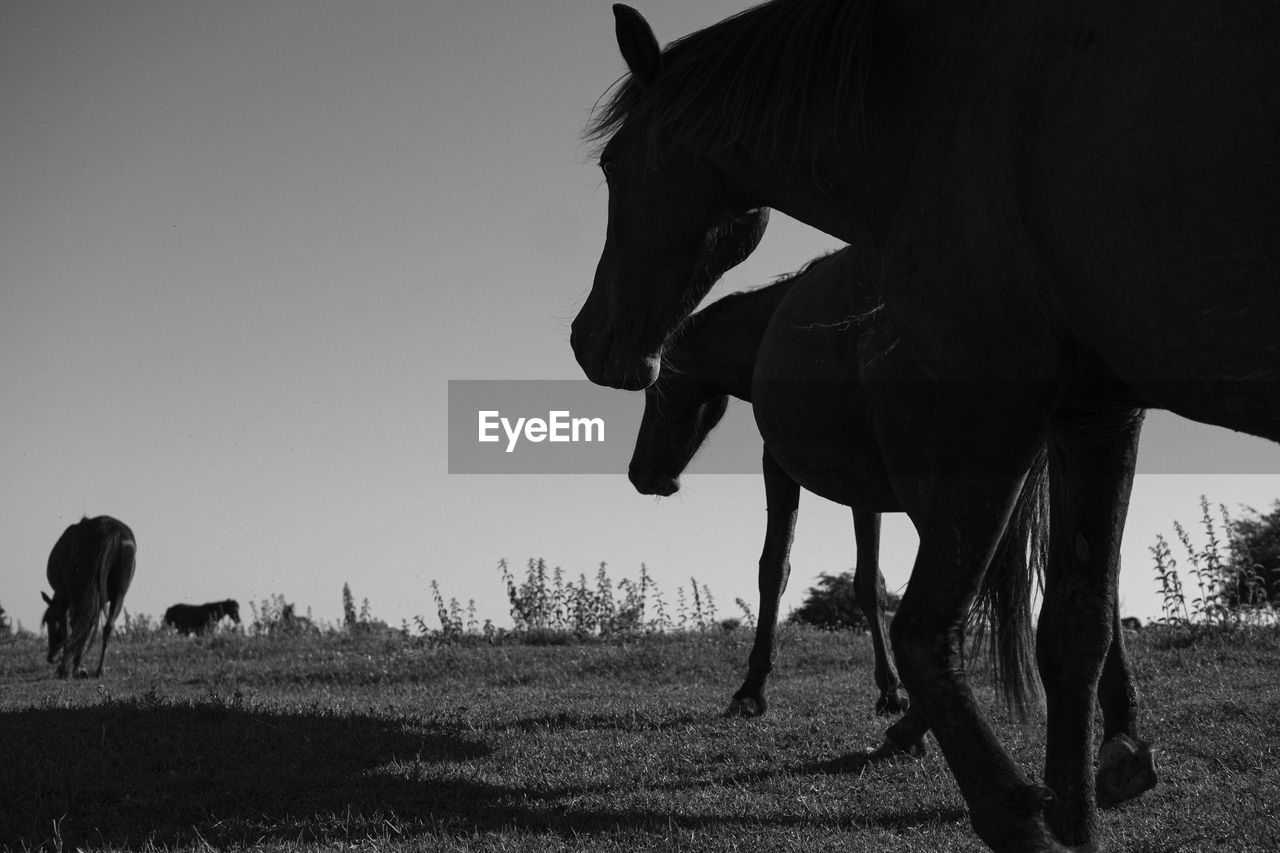 VIEW OF A HORSE GRAZING IN FIELD