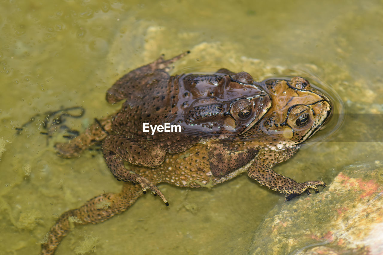 CLOSE-UP OF A FROG IN WATER