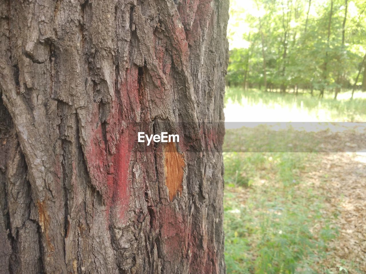 CLOSE-UP OF TREE TRUNK BY PLANTS