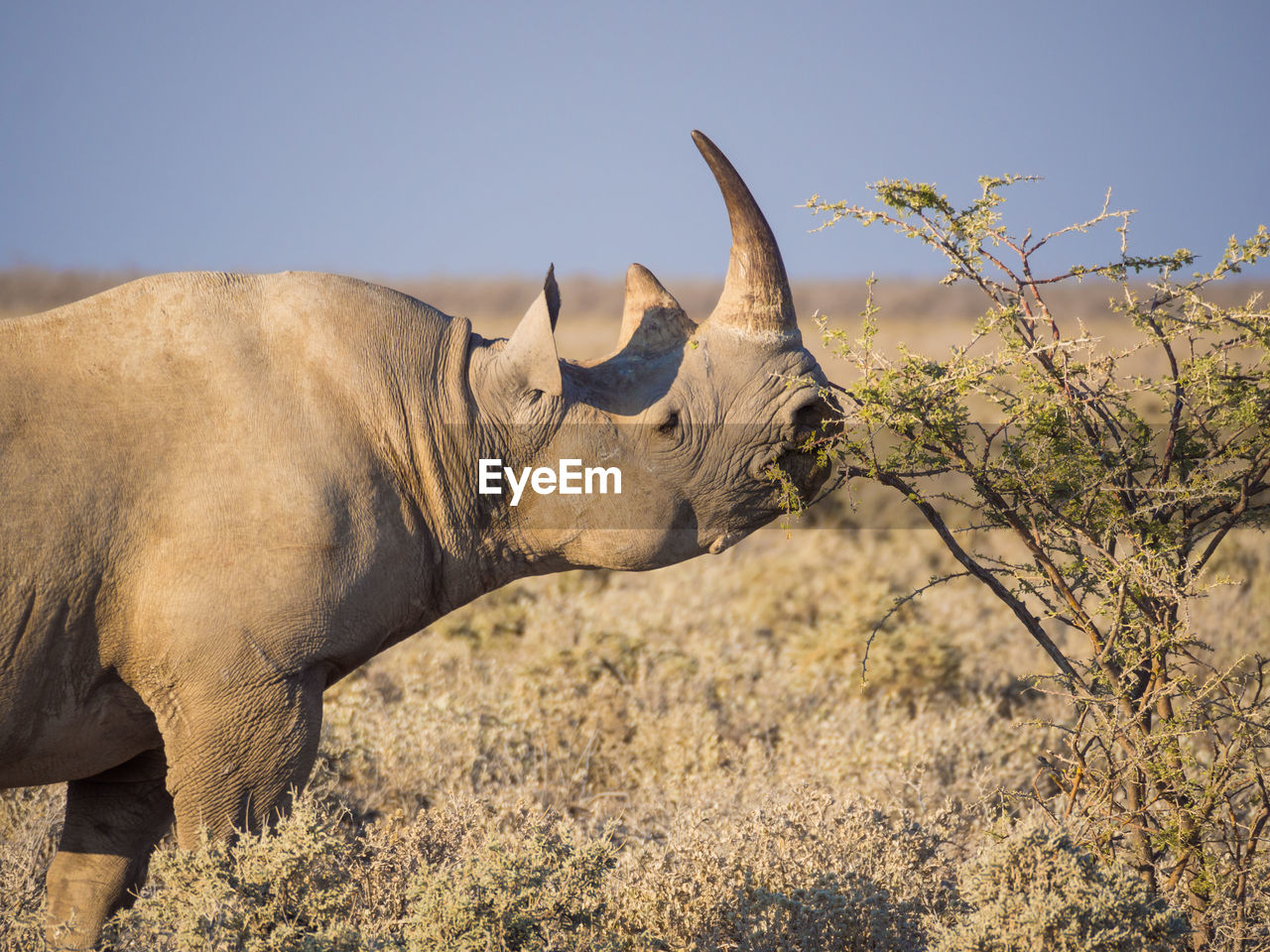 Side view of black rhinoceros eating on bush, etosha national park, namibia, africa
