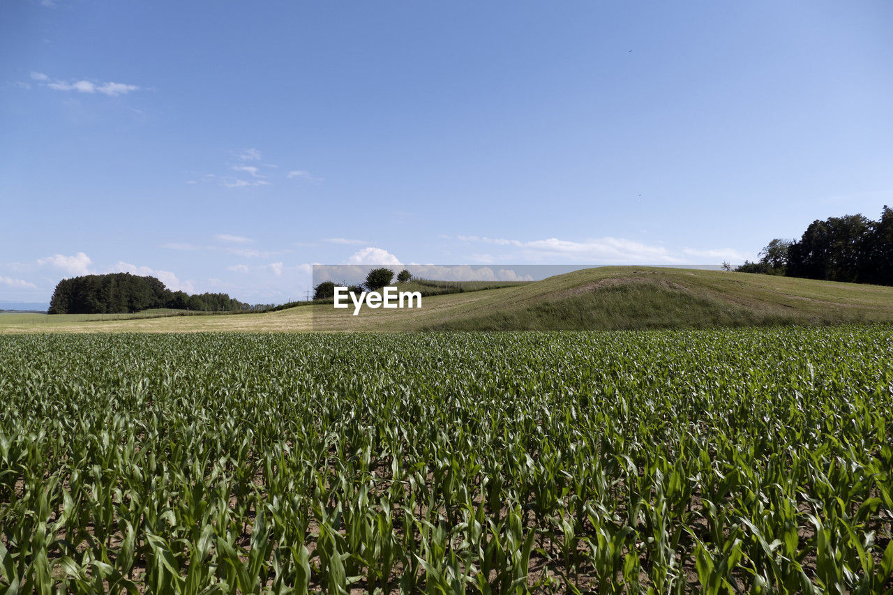 landscape, sky, land, environment, plant, field, agriculture, rural scene, grass, nature, grassland, horizon, crop, scenics - nature, cereal plant, meadow, rural area, food, beauty in nature, plain, growth, cloud, blue, no people, food and drink, green, farm, tranquility, prairie, pasture, corn, outdoors, flower, vegetable, day, hill, tree, tranquil scene, sunlight, summer, social issues, non-urban scene, environmental conservation, soil