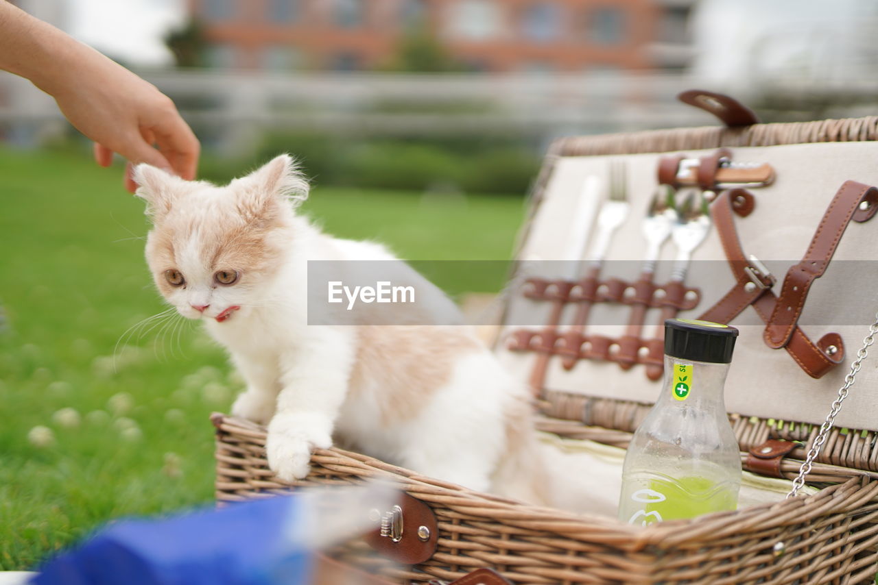 CLOSE-UP OF CAT WITH BASKET ON WICKER WHILE SITTING ON WOOD