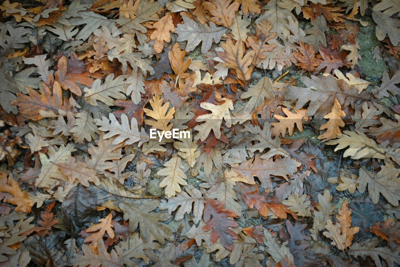 Full frame shot of fallen maple leaves