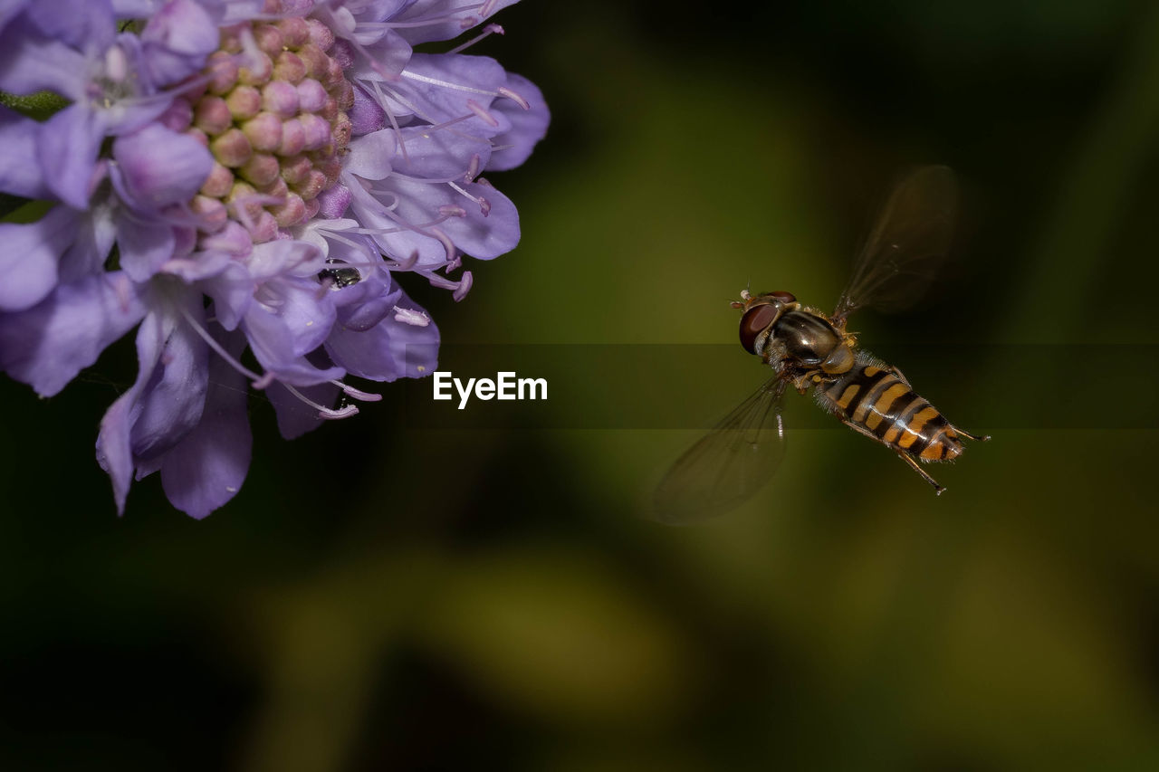 CLOSE-UP OF BEE POLLINATING ON FLOWER