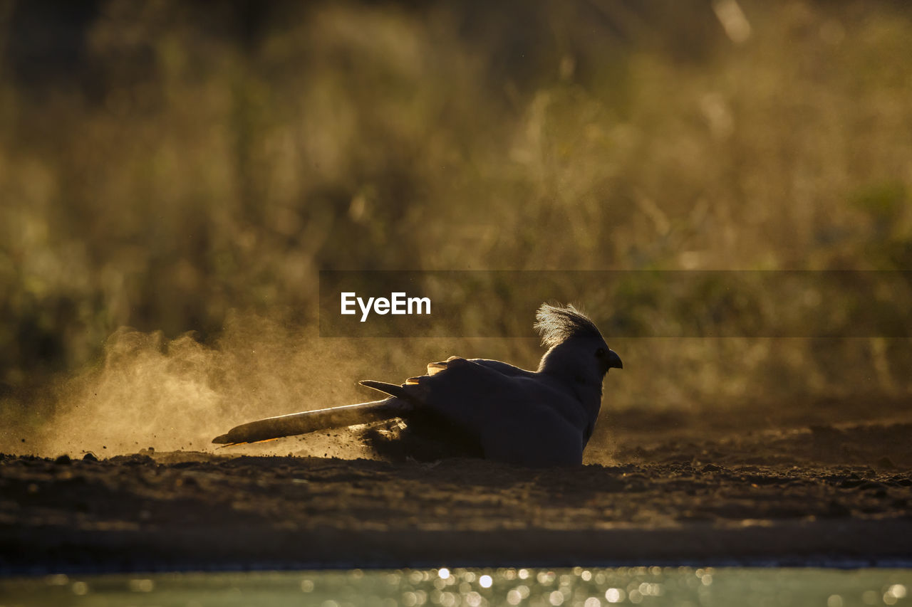 close-up of bird on field